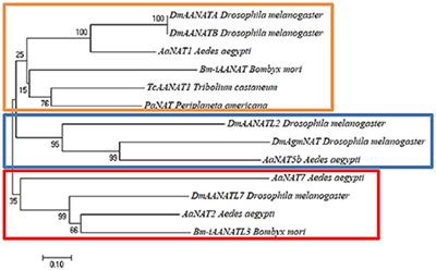 Insect Arylalkylamine N-Acyltransferases: Mechanism and Role in Fatty Acid Amide Biosynthesis